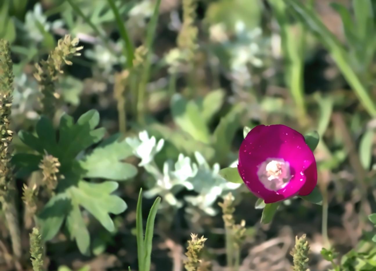 Bodenanalyse im Freiland – Wissenschaftler untersucht Bodenprobe